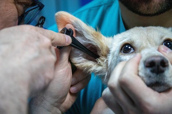 Mutuelle chien pas cher : nos astuces pour réduire vos coûts